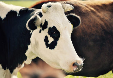 vaca de leche en el campo