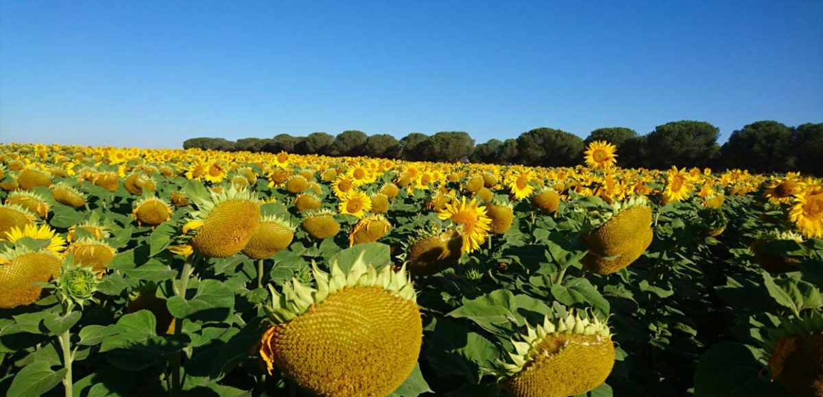 Campaña de Girasol 2017 - Empresa Agraria