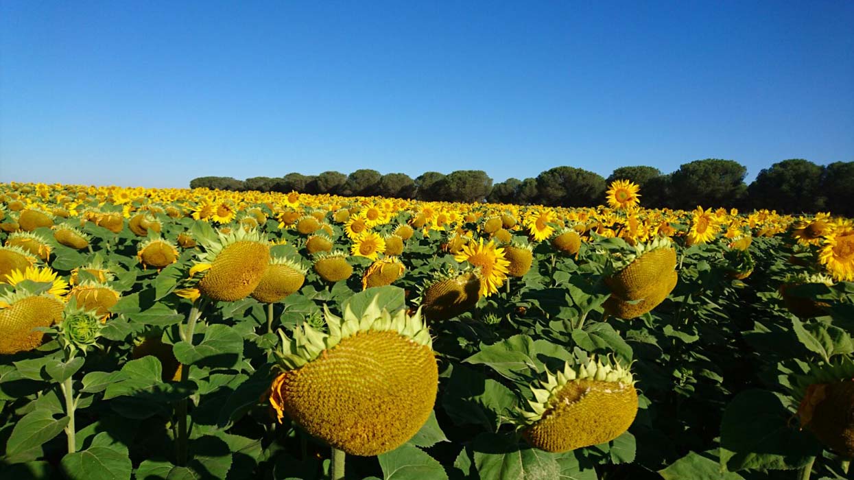 Campaña de Girasol 2017