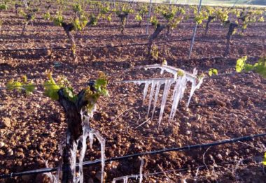 Las heladas dañan gravemente los cultivos de Castilla y León