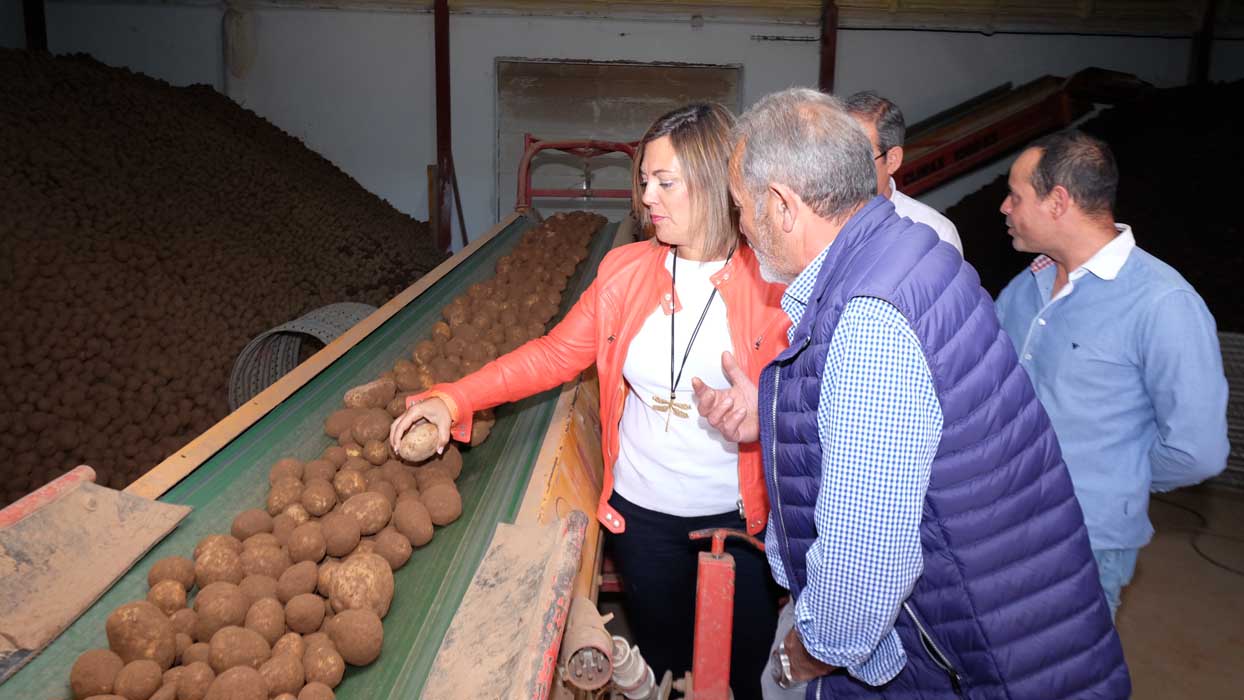 La superficie de patata en Castilla y León crece y alcanza las 20.500 hectáreas