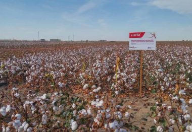 ICL participa en las Jornadas Técnicas de Guadalsem sobre algodón