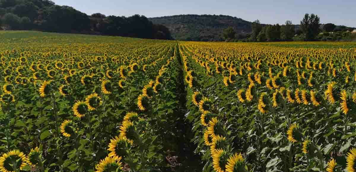 El cultivo de girasol continúa creciendo en Castilla y León - Empresa  Agraria