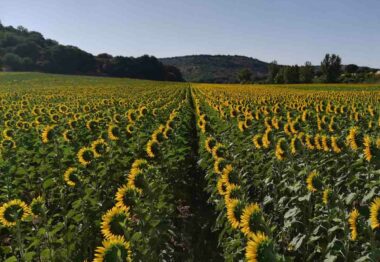 El cultivo de girasol continúa creciendo en Castilla y León