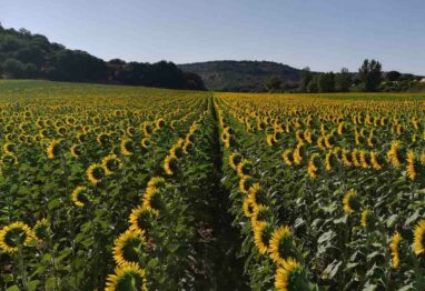 El cultivo de girasol continúa creciendo en Castilla y León