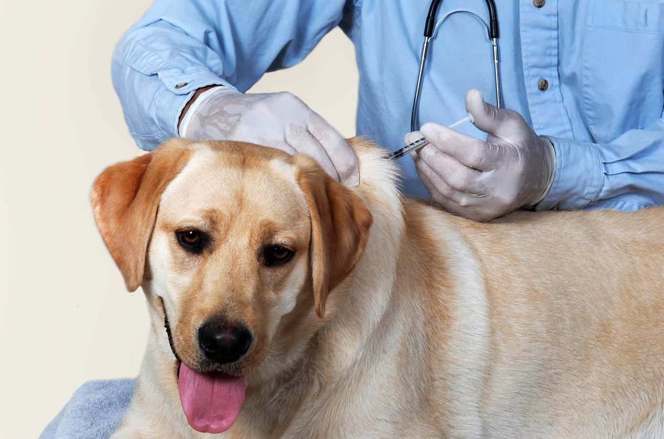 Los Veterinarios de Murcia en el Día Mundial de la Rabia resaltan la importancia de la vacunación