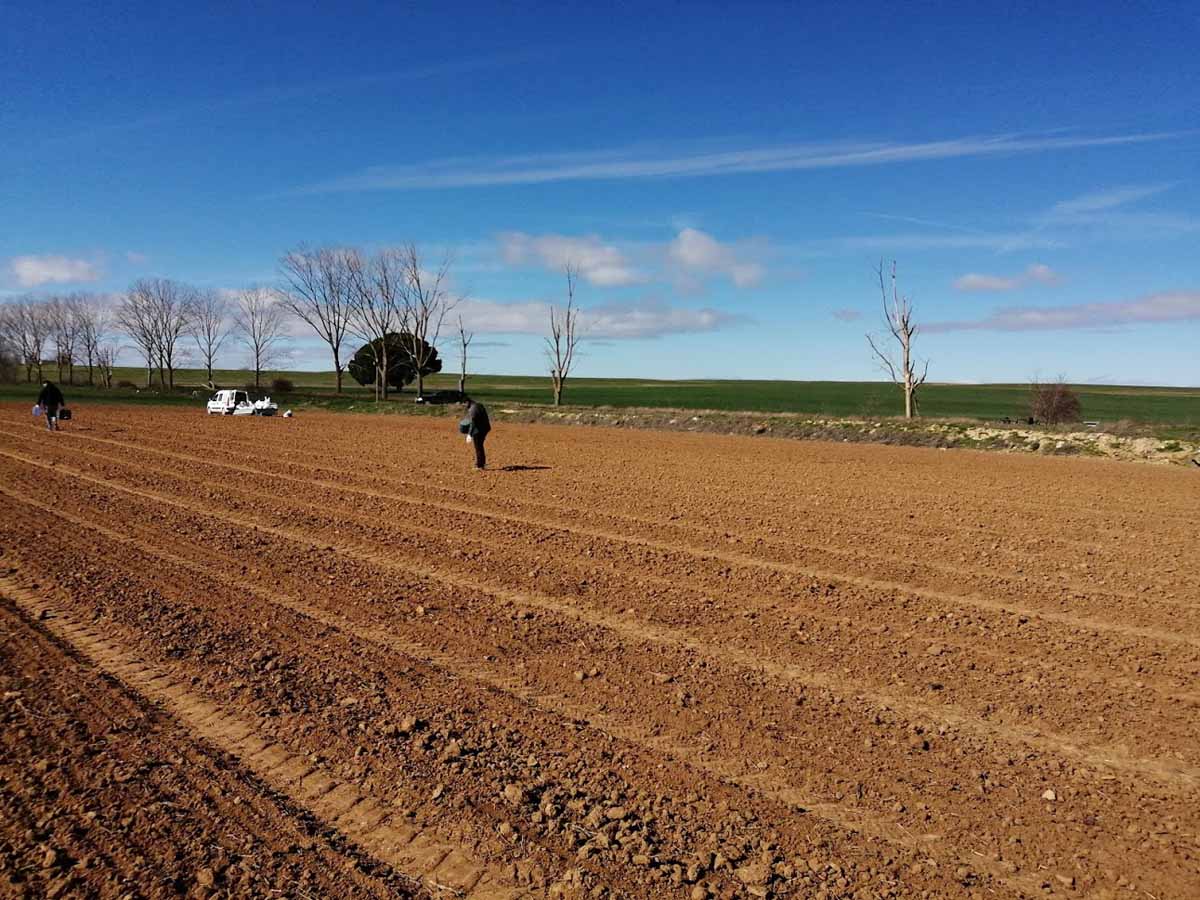 Decisiones en las variedades y los fertilizantes en cultivo ecológico