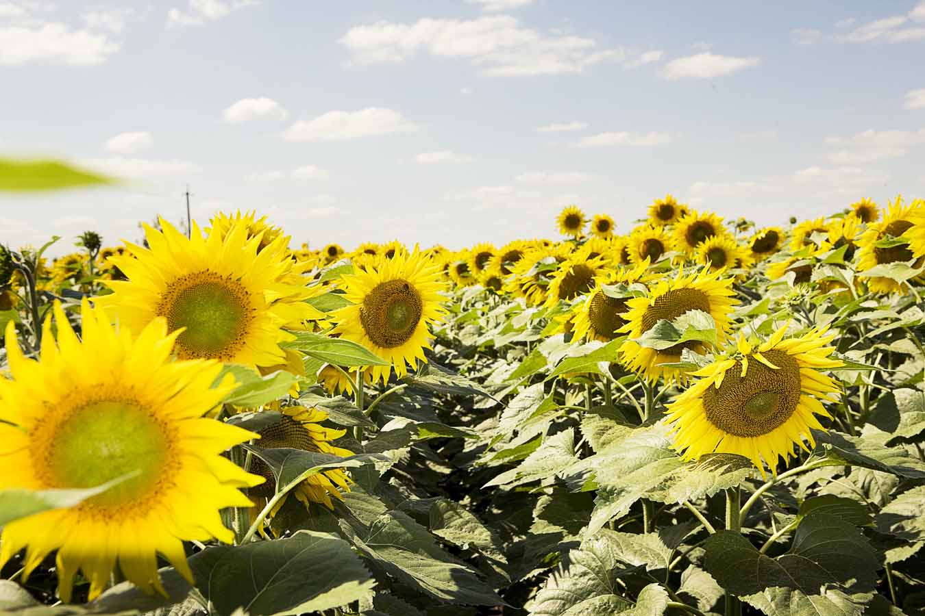 Llega el momento para Clearfield Plus, la innovación en girasol - Empresa  Agraria