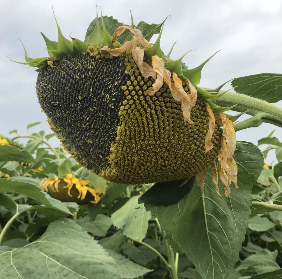 SulfoStrube: la mejor genética en girasol con control económico de malas  hierbas - Empresa Agraria