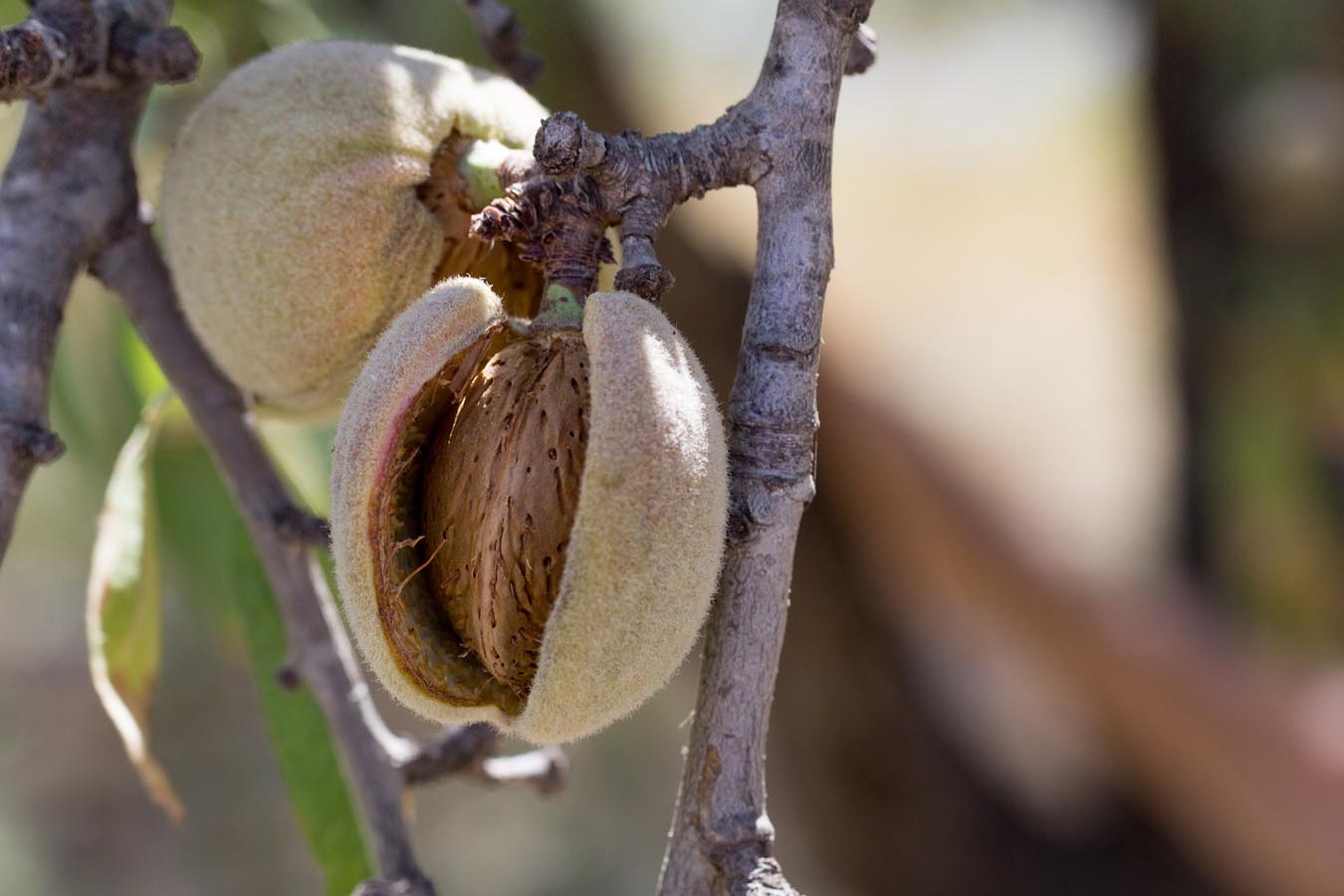 El almendro gana peso dentro del seguro agrario