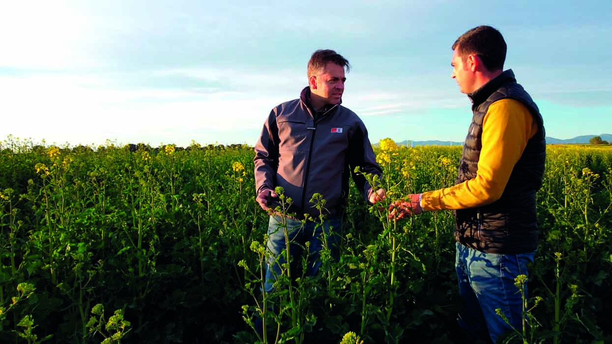 Colza híbrida un cultivo con presente y mucho futuro