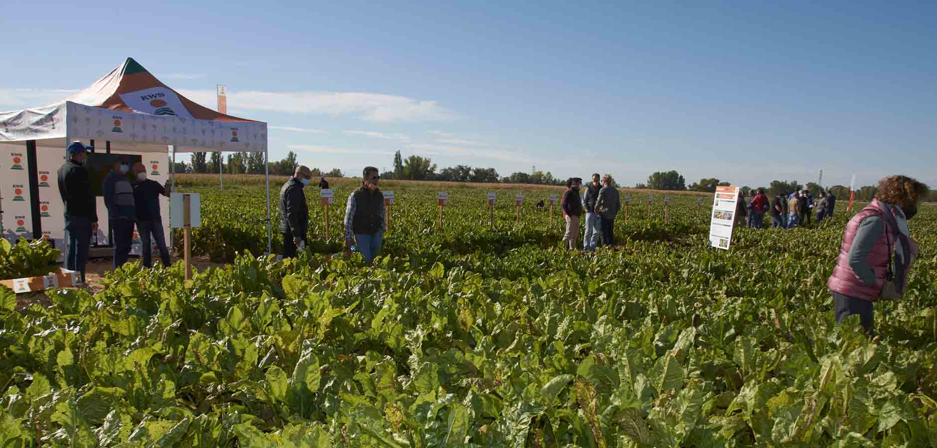 El campo experimental de KWS Semillas Ibérica congrega a multitud de agricultores