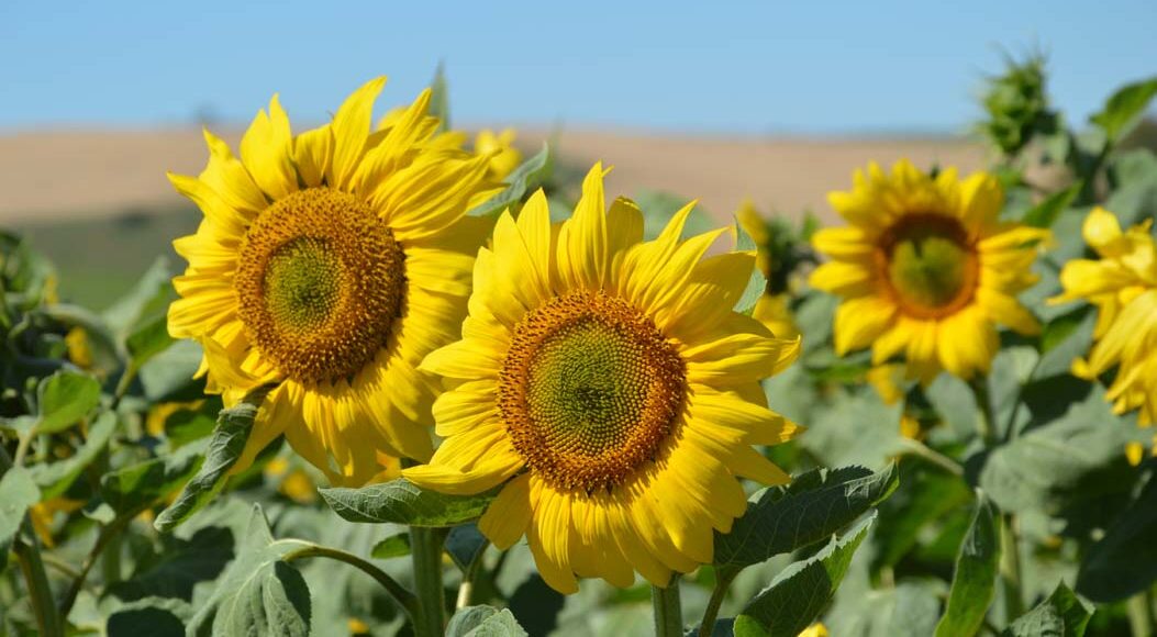 La gama de girasol de Lidea se posiciona como apuesta segura para esta  campaña - Empresa Agraria