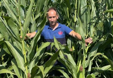 Producción de maíz muy por encima de la media con Polysulphate como abonado de fondo