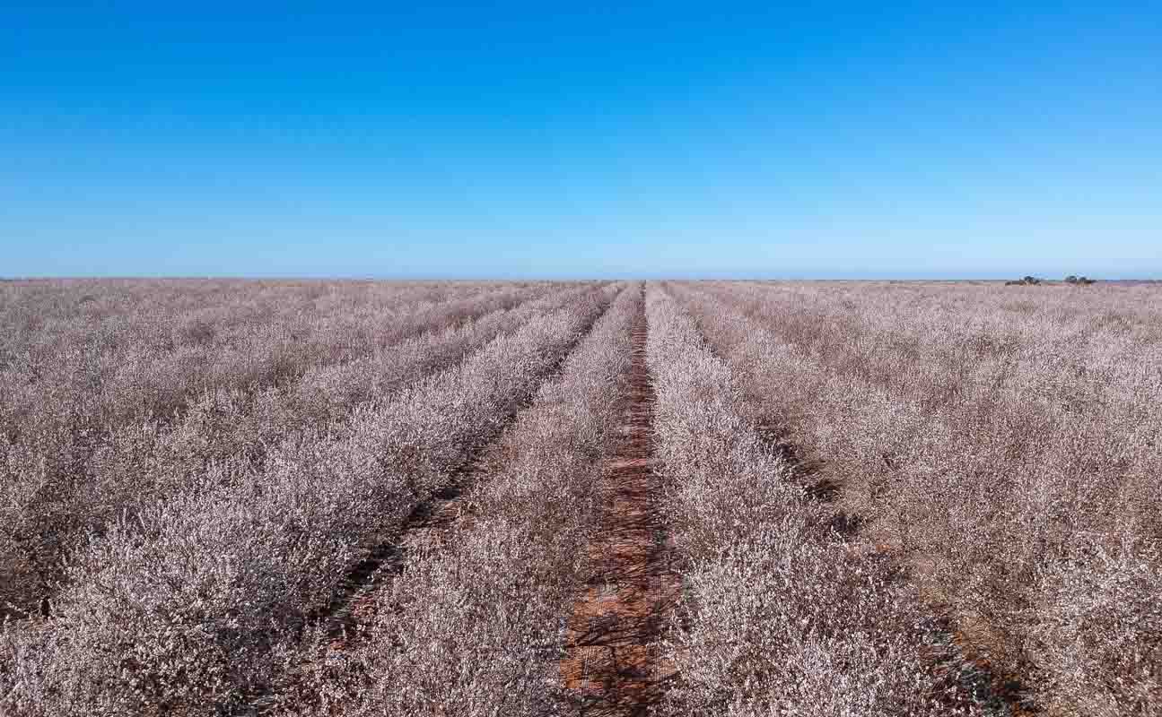 Almendro superintensivo: tratamientos para llevar al árbol hacia un nivel de producción máximo