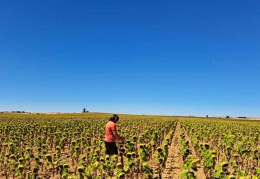 Raúl de la Heras, agricultor en Villalón de Campos (Valladolid) con una de las novedades de esta campaña.JPEG