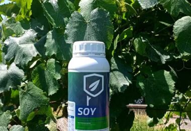 El Grupo Soaga lanza SOY un nuevo biofungicida contra mildiu en viñedo a base de lecitina de soja