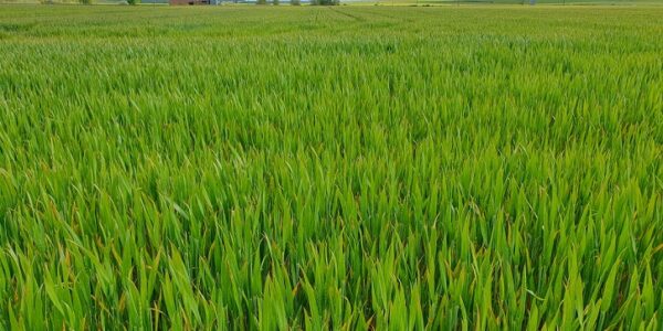 El campo celebra San Isidro con la esperanza de que el último tramo no desbarate una cosecha bien planteada