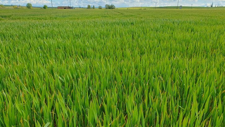 El campo celebra San Isidro con la esperanza de que el último tramo no desbarate una cosecha bien planteada