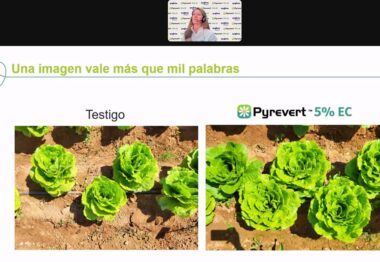 Syngenta lanza el bioinsecticida multiplaga Pyrevert 5% EC