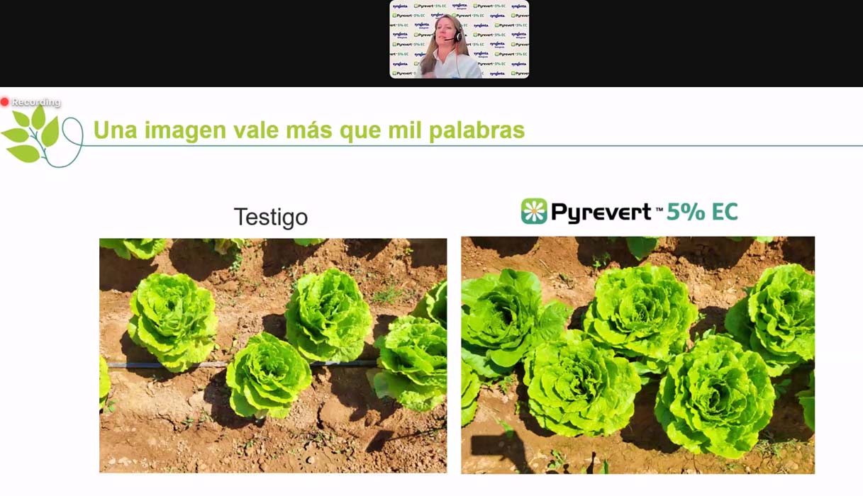 Syngenta lanza el bioinsecticida multiplaga Pyrevert 5% EC