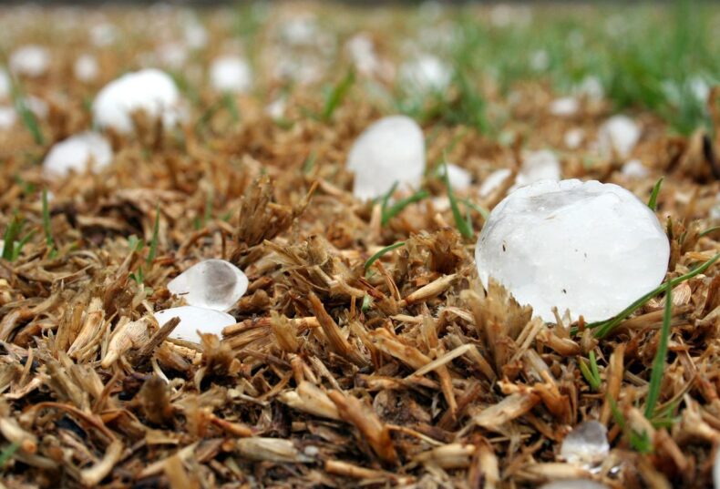 Últimos días para asegurar la cosecha de cereales de invierno frente al pedrisco