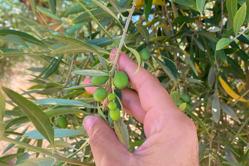 AGRIMOBI OLIVE-TOTAL es la solución específica para responder a la alta demanda de nutrientes del olivar entre pre-floración y post-cuajado
