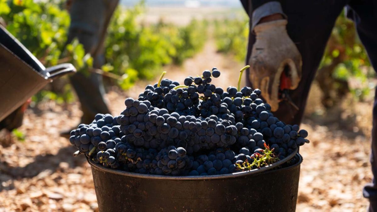 La DO Cigales finaliza su vendimia con la recogida de  6 millones de kilos de uva