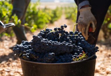 La DO Cigales finaliza su vendimia con la recogida de  6 millones de kilos de uva