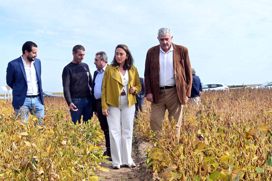 La Junta muestra las posibilidades de la soja como un cultivo alternativo para el regadío de Castilla y León