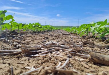 El proyecto Girasoil celebra un seminario online sobre “Mejora de la sostenibilidad del girasol mediante agricultura de conservación”