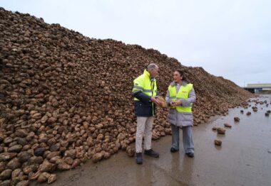 La Junta sitúa a la remolacha como un cultivo clave para el regadío de Castilla y León con un 30 % más de superficie