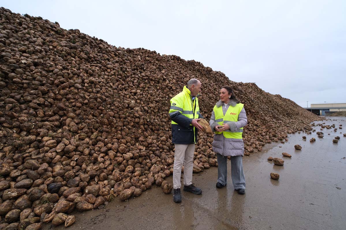 La Junta sitúa a la remolacha como un cultivo clave para el regadío de Castilla y León con un 30 % más de superficie