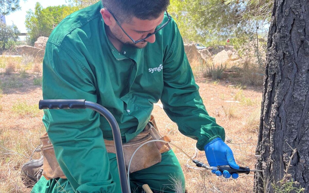 Syngenta obtiene el registro de REVIVE II® para el control de la Procesionaria del pino en coníferas